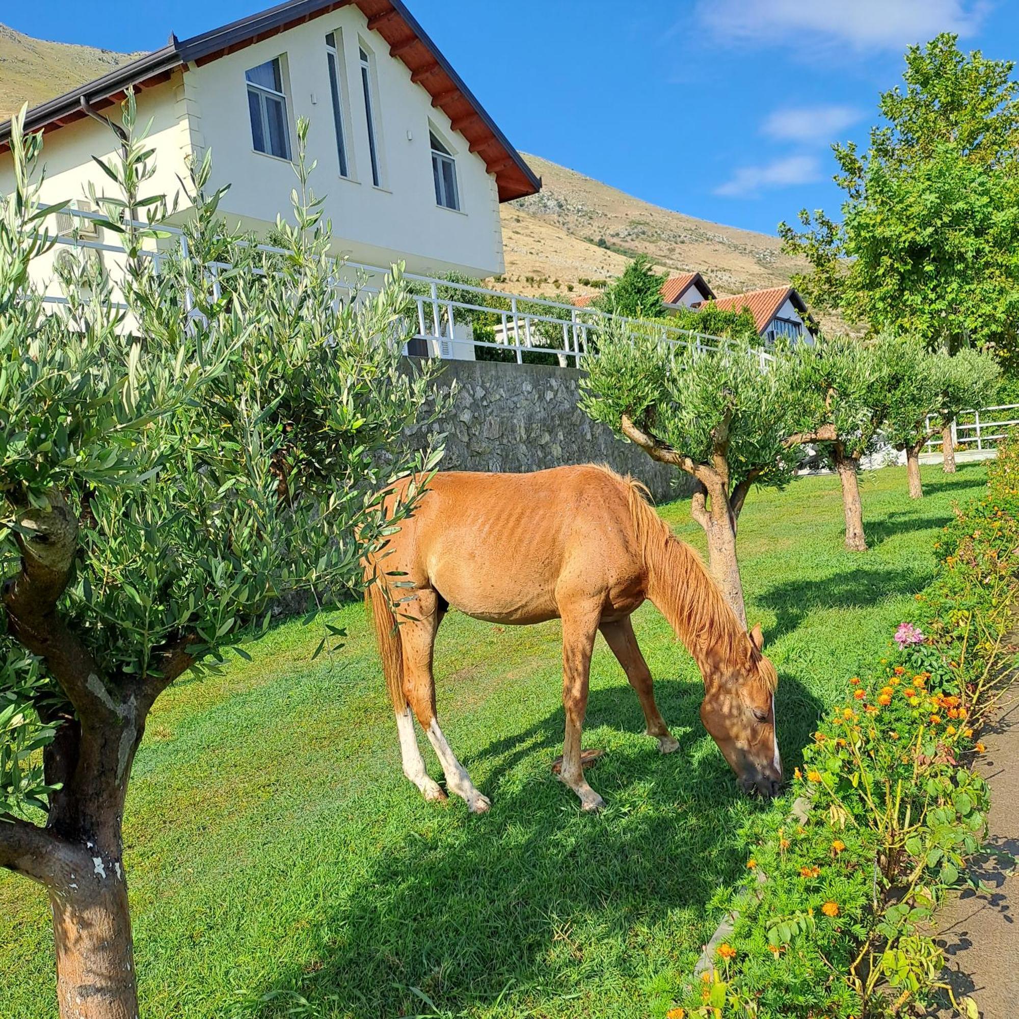 Xhuli Guesthouse Shkoder Exterior photo